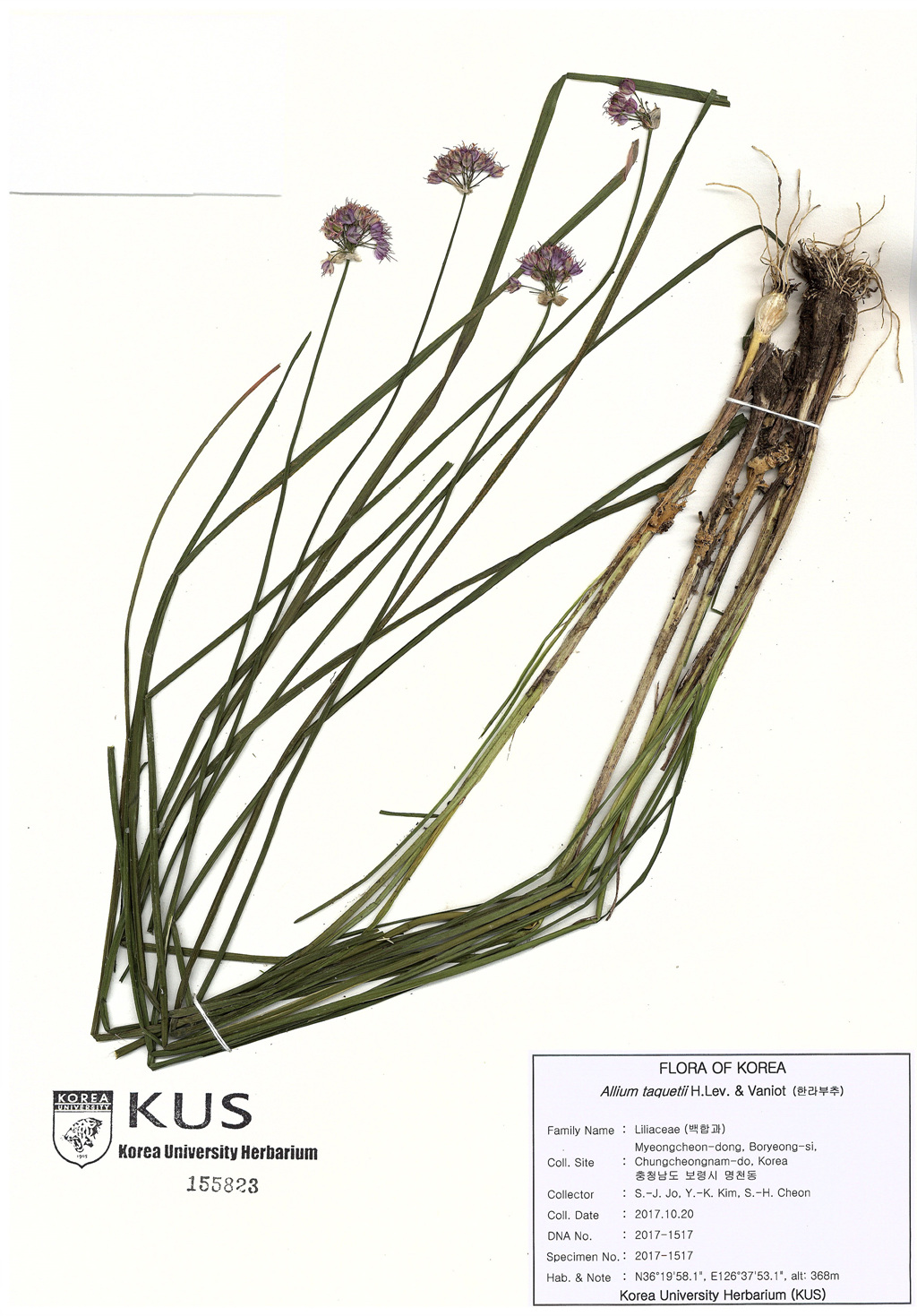 Allium taquetii H.Lev. & Vaniot